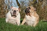 BULLDOG ANGLAIS 137